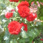 Red roses