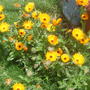 Marigolds