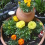 marigolds
