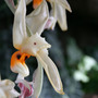 Stanhopea_embreei