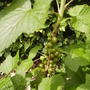 Blackcurrant [Ribes nigrum] developing fruit 06.08 (Ribes nigrum (Vistabile))