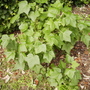 Blackberry f[Ribes nigrum} fruit bush 06.08 (Ribes nigrum (Vistabile))