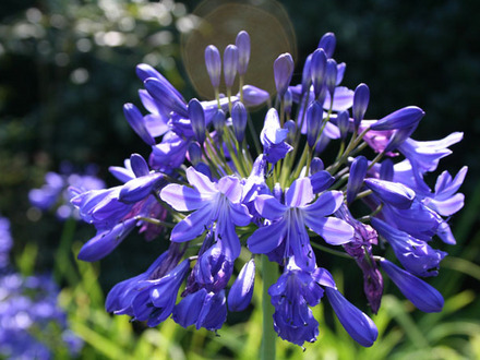 Agapanthus 'Blue imp' (agapanthus 'blue imp')