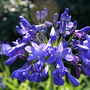 Agapanthus__b_lue_imp__close
