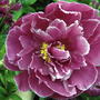 2008-06-15_006