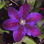 'Vivienne Beth Currie' Clematis (Clematis 'Vivienne Beth  Currie')