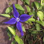 Clematis 'Harlow Carr' (Clematis 'Harlow Carr')