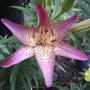 Asiatic lily 'Pink Pixie' (Lilium 'Pink Pixie')