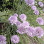 Allium schoenoprasum (Chives)