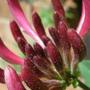 honeysuckle