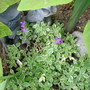 Aubrieta Silver Variegated (Aubrieta)