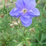 Geranium pratense 'Plenum Caeruleum' (Geranium pratense 'Midnight Reiter')