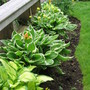 hosta at back deck