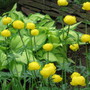 buttercups (Trollius europaeus (Boule dor))