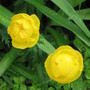 buttercups (Trollius europaeus (Boule dor))