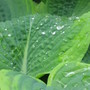 Frances Williams (Hosta sieboldiana)