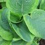 hosta Frances Williams (Hosta sieboldiana)