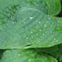 Hosta Elegans (Hosta sieboldiana)