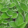 hosta