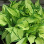 hosta Fortunei Albopicta (Hosta fortunei (Plantain lily))