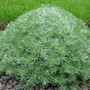 silver mound (Artemisia schmidtiana (Mugwort))