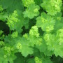 Alchemilla mollis (Lady's mantle)