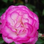 Rosa__handel_