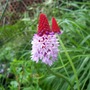 Primula (Primula vialii (Primula))