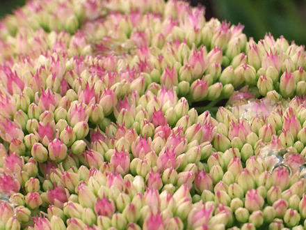 sedum
