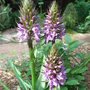 Dactylorhiza praeternissa (Dactylorhiza praeternissa)