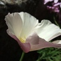 Cream_escholzia