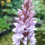Dactylorhiza fuchsii (Dactylorhiza fuchsii)