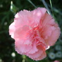 Pale pink Dianthus (Dianthus)