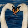 Swans
