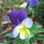 Viola tricolor (Viola tricolor)