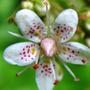 Saxifraga Umbrosa (Saxifraga Umbrosa)