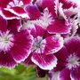 Sweet_william