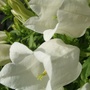 White Campanula (Campanula)