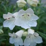 Penstemon 'Snowstorm' (Penstemon 'Snowstorm')