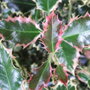 Holly leaves. (Ilex aquifolium)