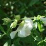 Salvia greggii 'Alba' (Salvia greggii 'Alba')