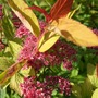 Spiraea 'Goldflame' in flower. (Spiraea japonica (Japanese Spiraea))
