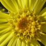 Copy_of_garden_266