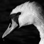 Swan_2