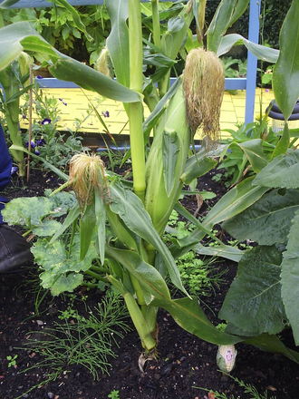 Sweetcorn Cobs 19.8.07