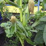 Sweetcorn19