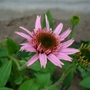 Pink double delight purple coneflower (Echinacea pupurea 'pink double delight')
