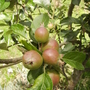 Baby  Apples on Family Apple Tree 06.08 (Malus domestica (Vistabile))