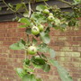 Baby Bramley Apples 06.08 (Malus domestica (Vistabile))