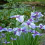 Irises